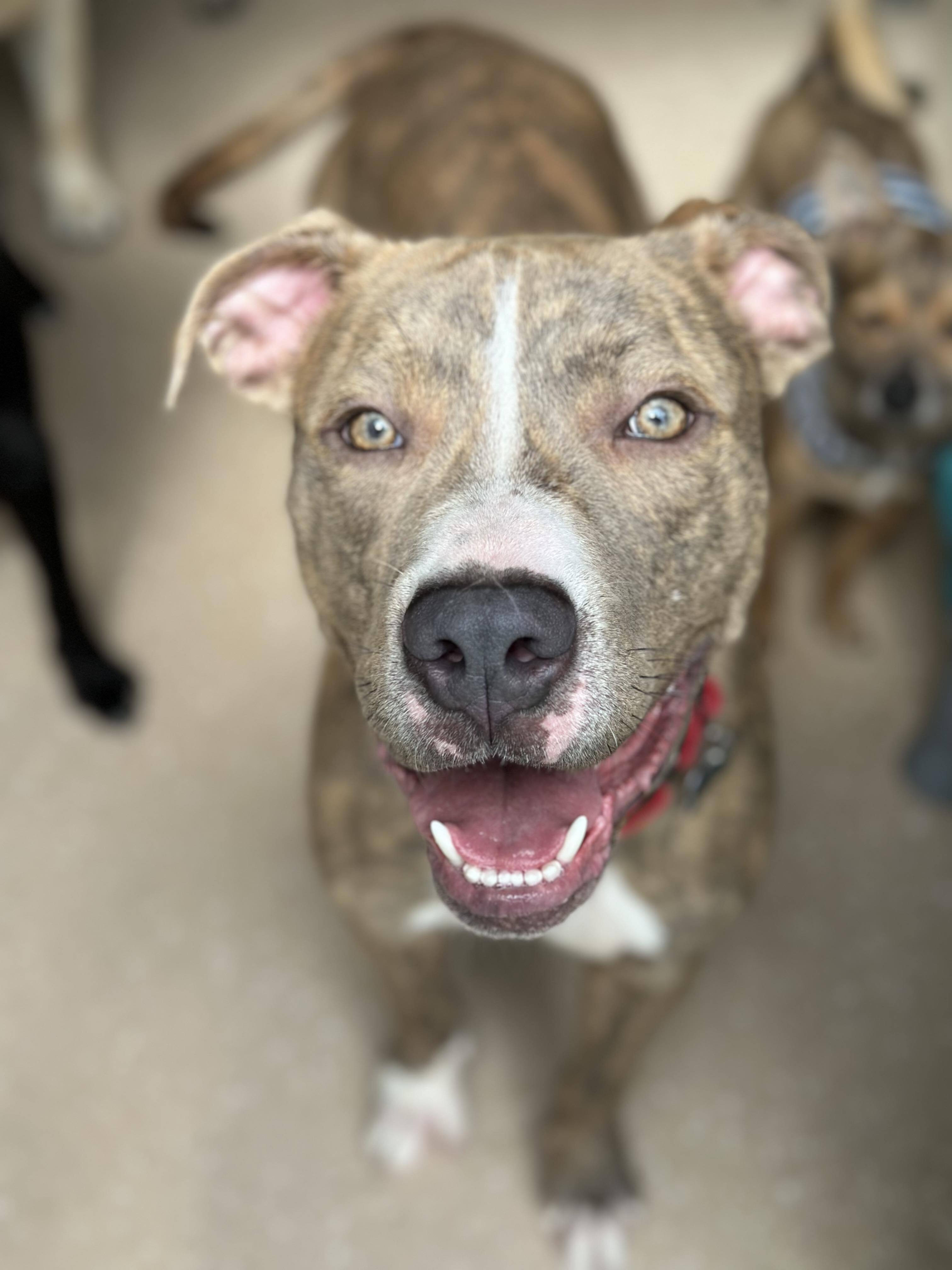 Enlarge Gus, a Adoptable American Staffordshire Terrier in Seneca Falls, NY image 5/11