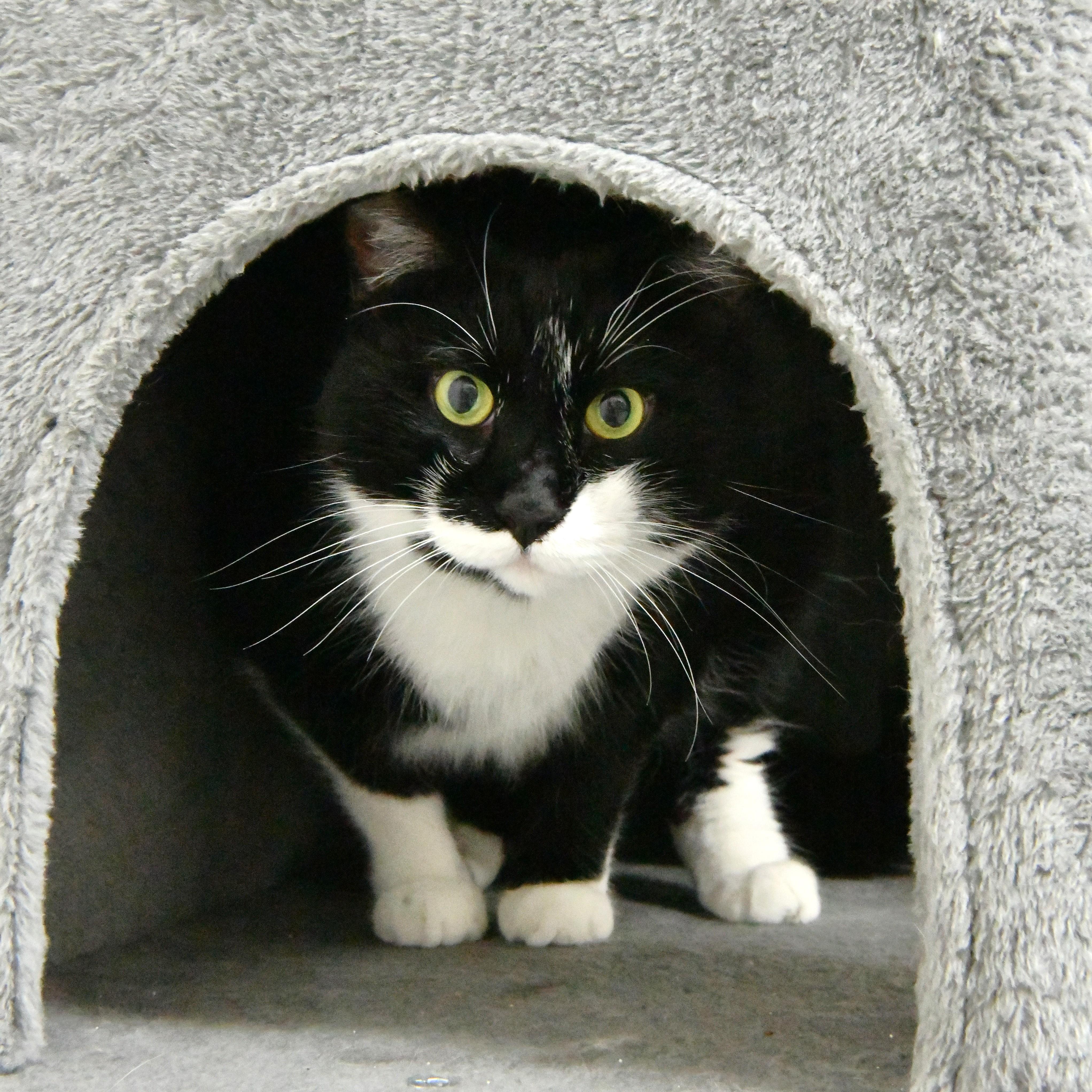Boo, ADOPTABLE, Adult Male Domestic Short Hair.