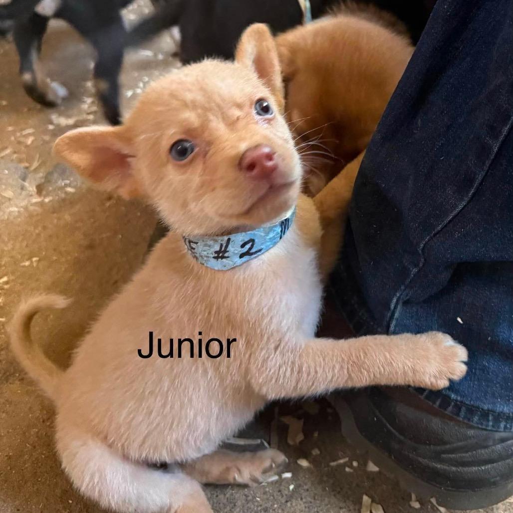 Junior, Adoptable, Puppy Male Husky & Mixed Breed.