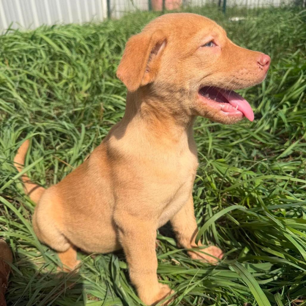Enlarge Junior, a Adoptable mixed breed in Peculiar, MO image 2/5