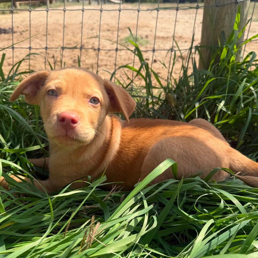 Enlarge Junior, a Adoptable mixed breed in Peculiar, MO image 3/5