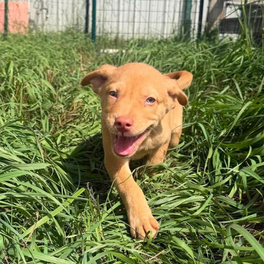 Enlarge Junior, a Adoptable mixed breed in Peculiar, MO image 4/5