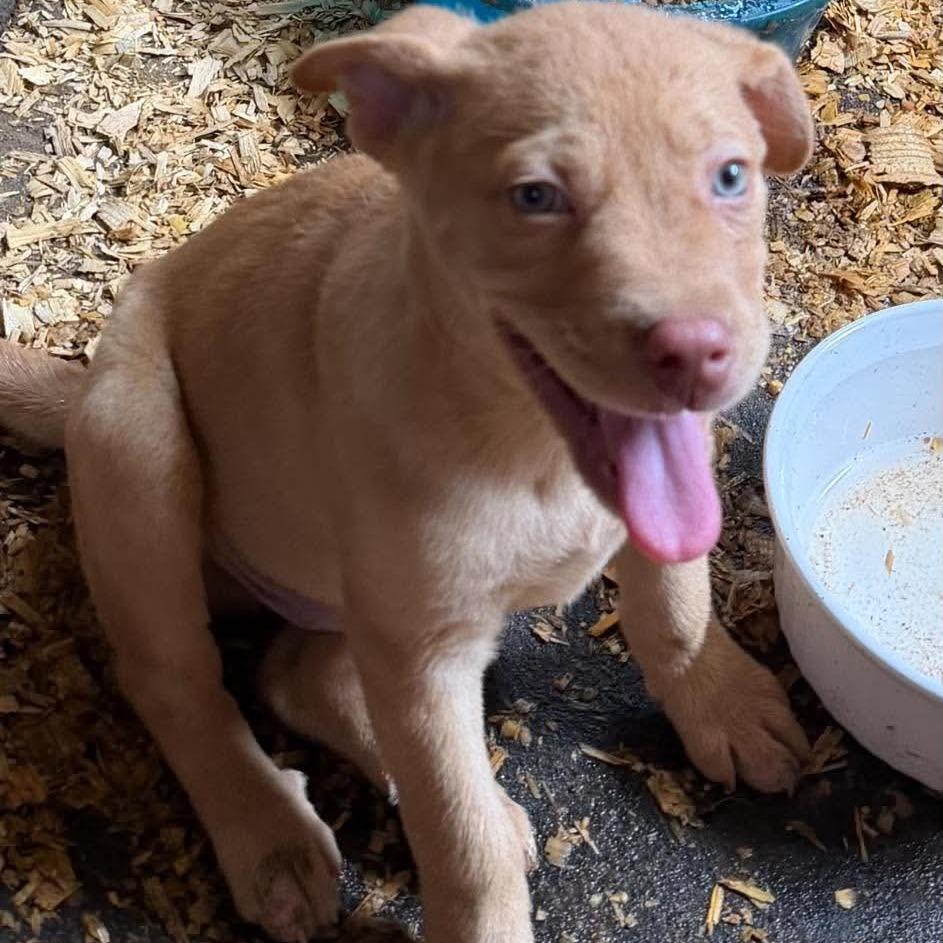Enlarge Junior, a Adoptable mixed breed in Peculiar, MO image 5/5