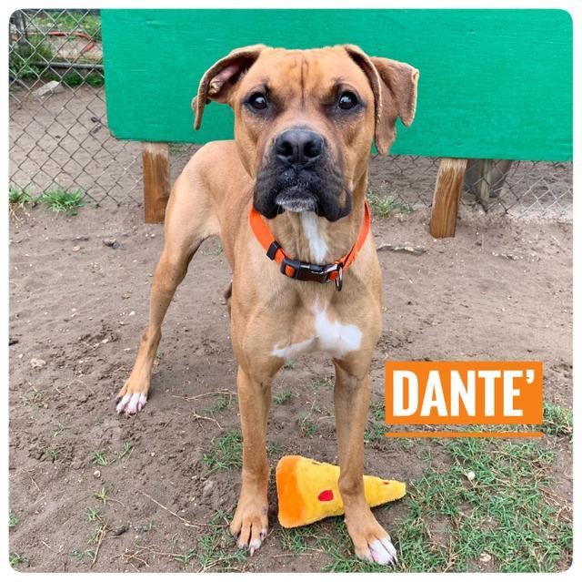 Dante, Adoptable, Senior Male Mixed Breed.