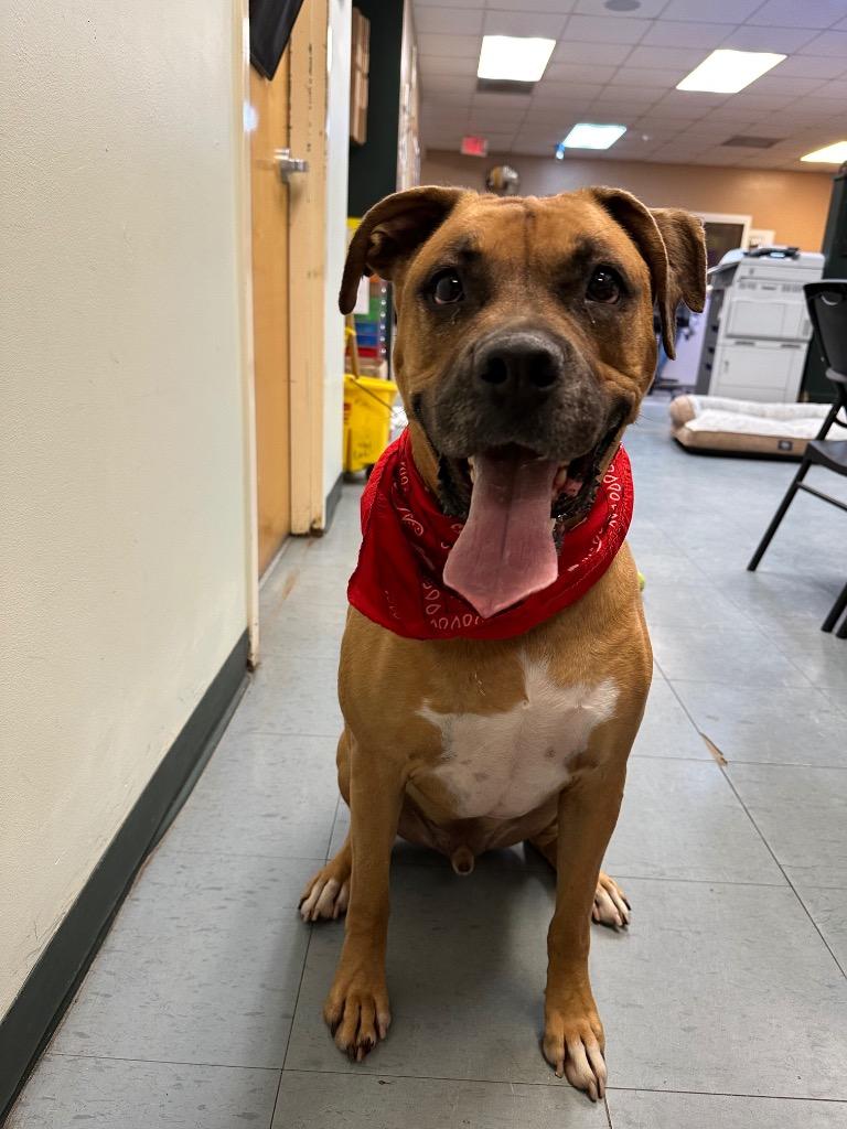 Enlarge Dante, a Adoptable Mixed Breed in Ocala, FL image 2/6