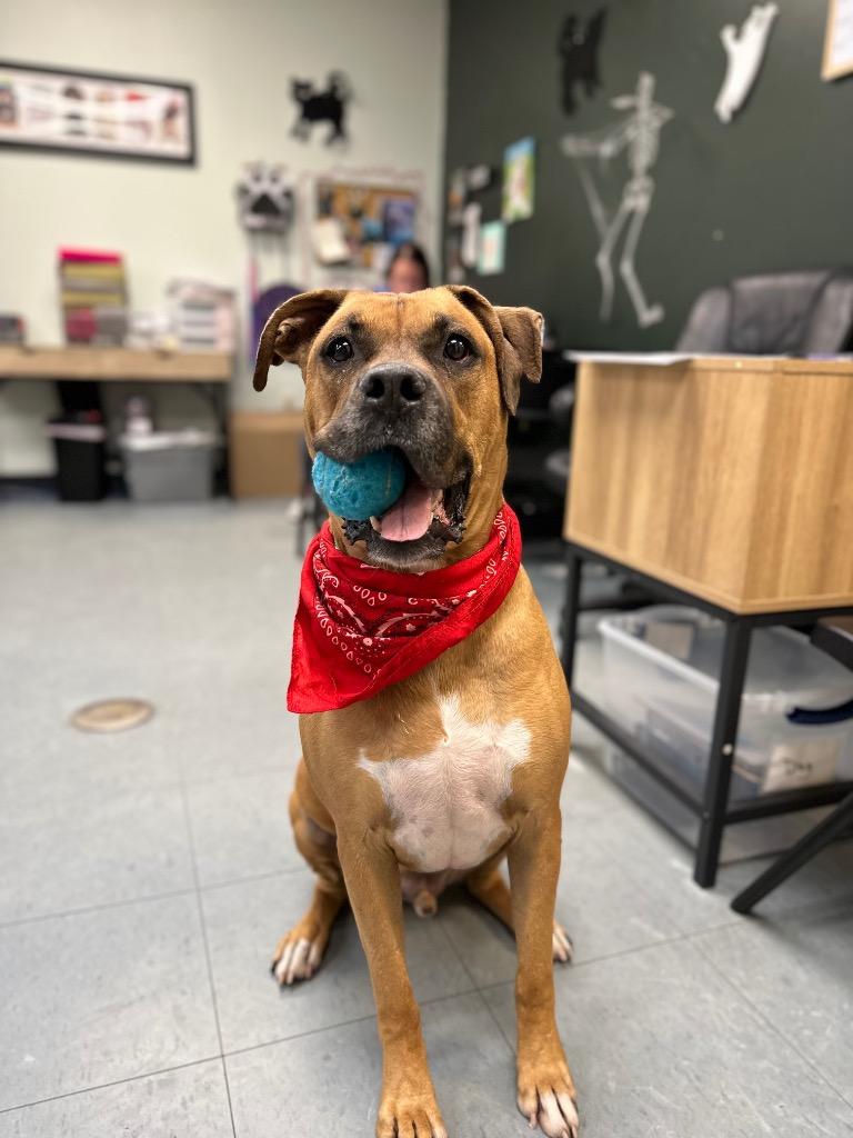 Enlarge Dante, a Adoptable Mixed Breed in Ocala, FL image 3/6