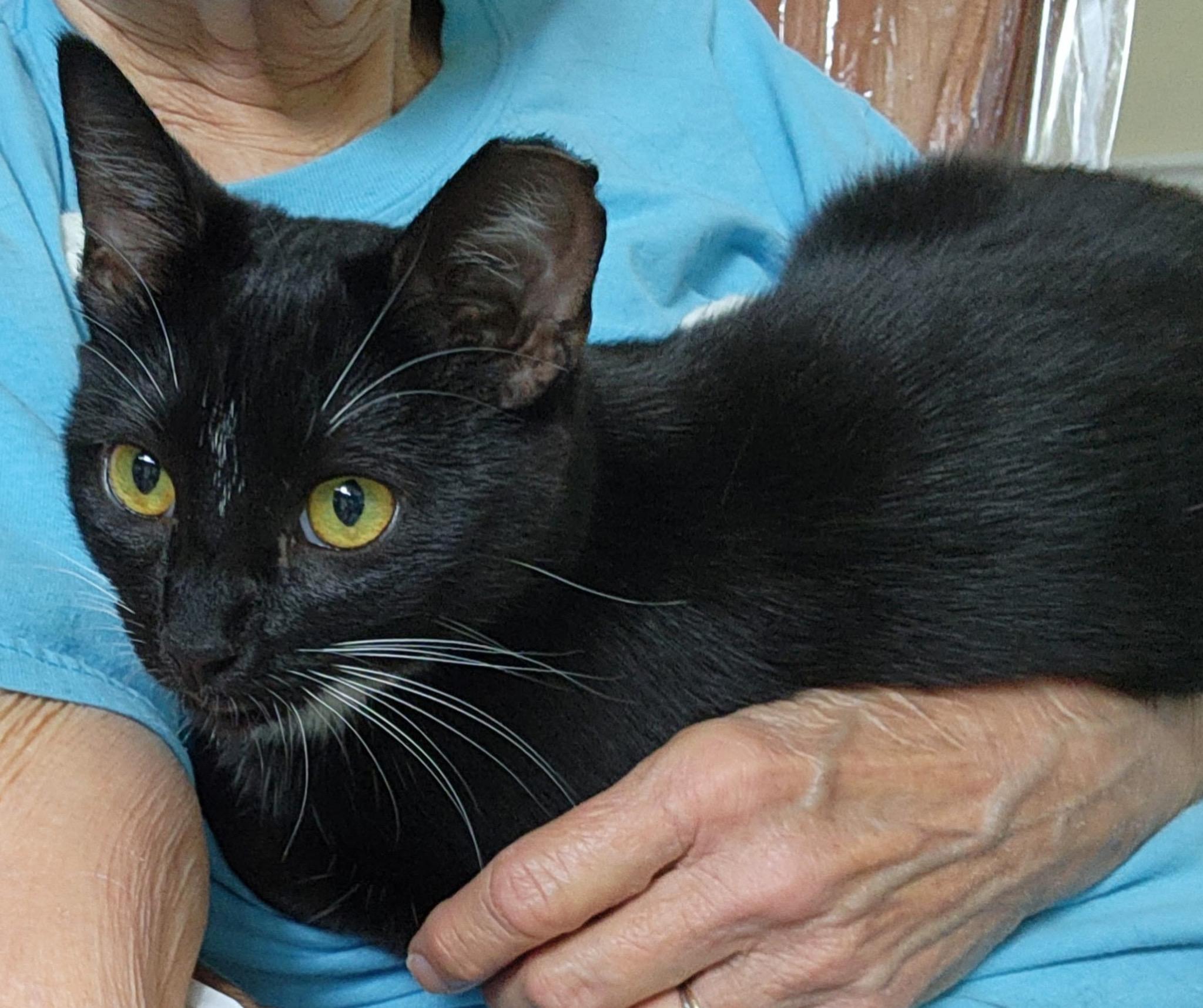 Holly & Molly, Adoptable, Kitten Female Domestic Short Hair.