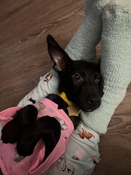 Sadie, Adoptable, Puppy Female Mixed Breed & Mixed Breed.