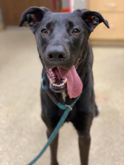 Enlarge Sadie, a Adoptable mixed breed in Munster, IN image 2/3