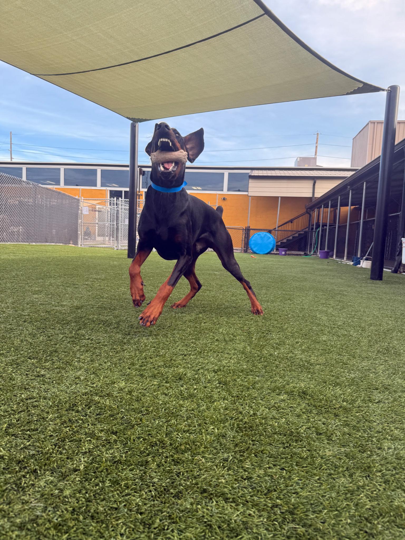 Enlarge Copper , a ADOPTABLE Doberman Pinscher in Louisville, KY image 3/6