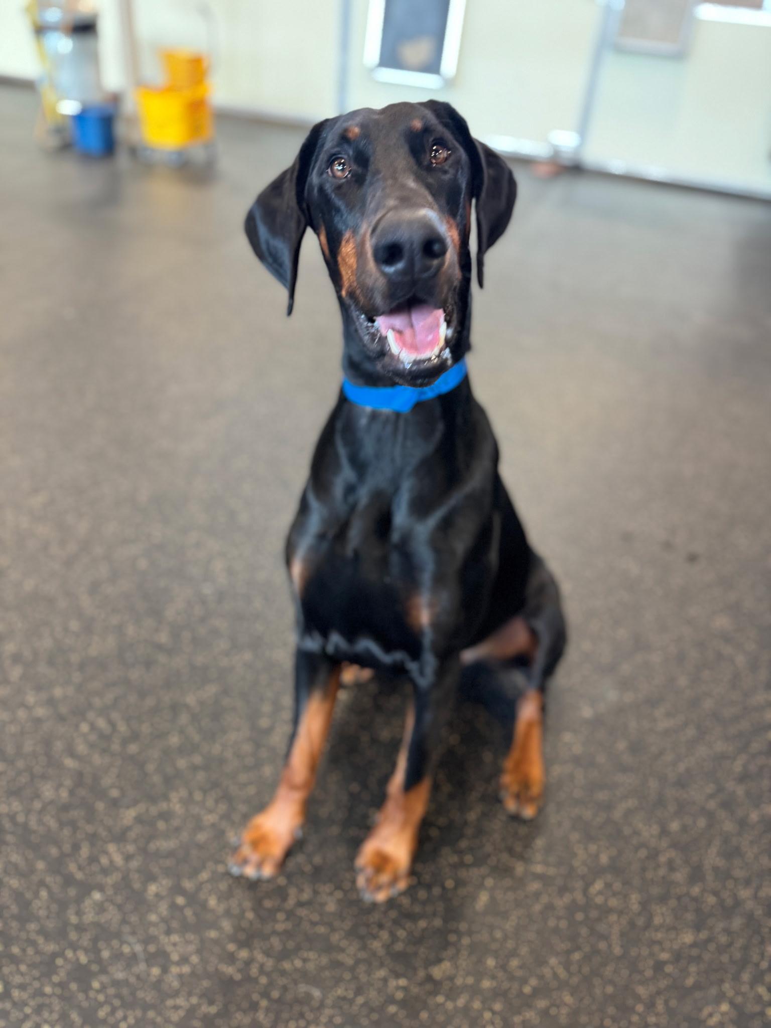 Copper , ADOPTABLE, Adult Male Doberman Pinscher.