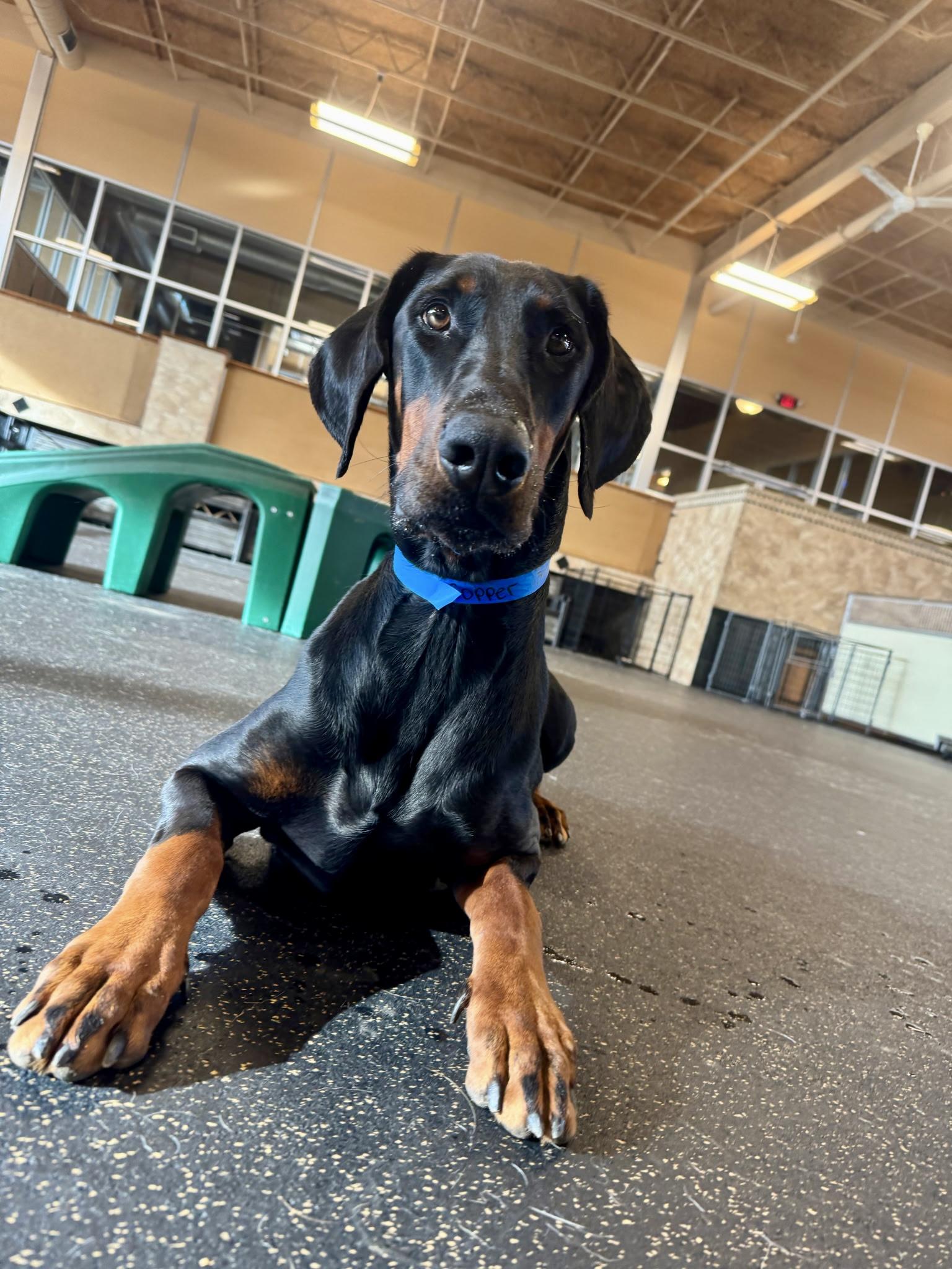 Enlarge Copper , a ADOPTABLE Doberman Pinscher in Louisville, KY image 2/6