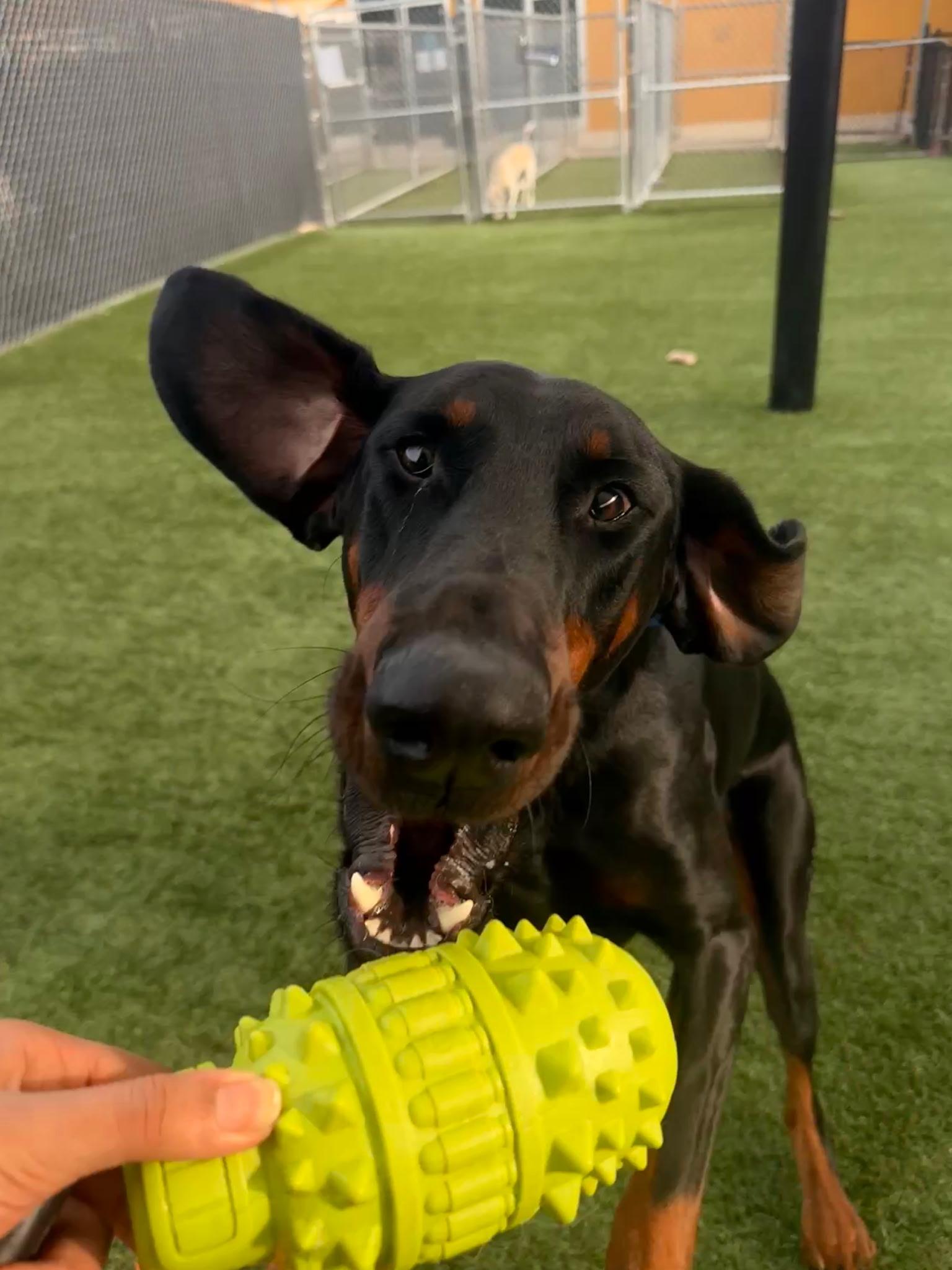 Enlarge Copper , a ADOPTABLE Doberman Pinscher in Louisville, KY image 5/6