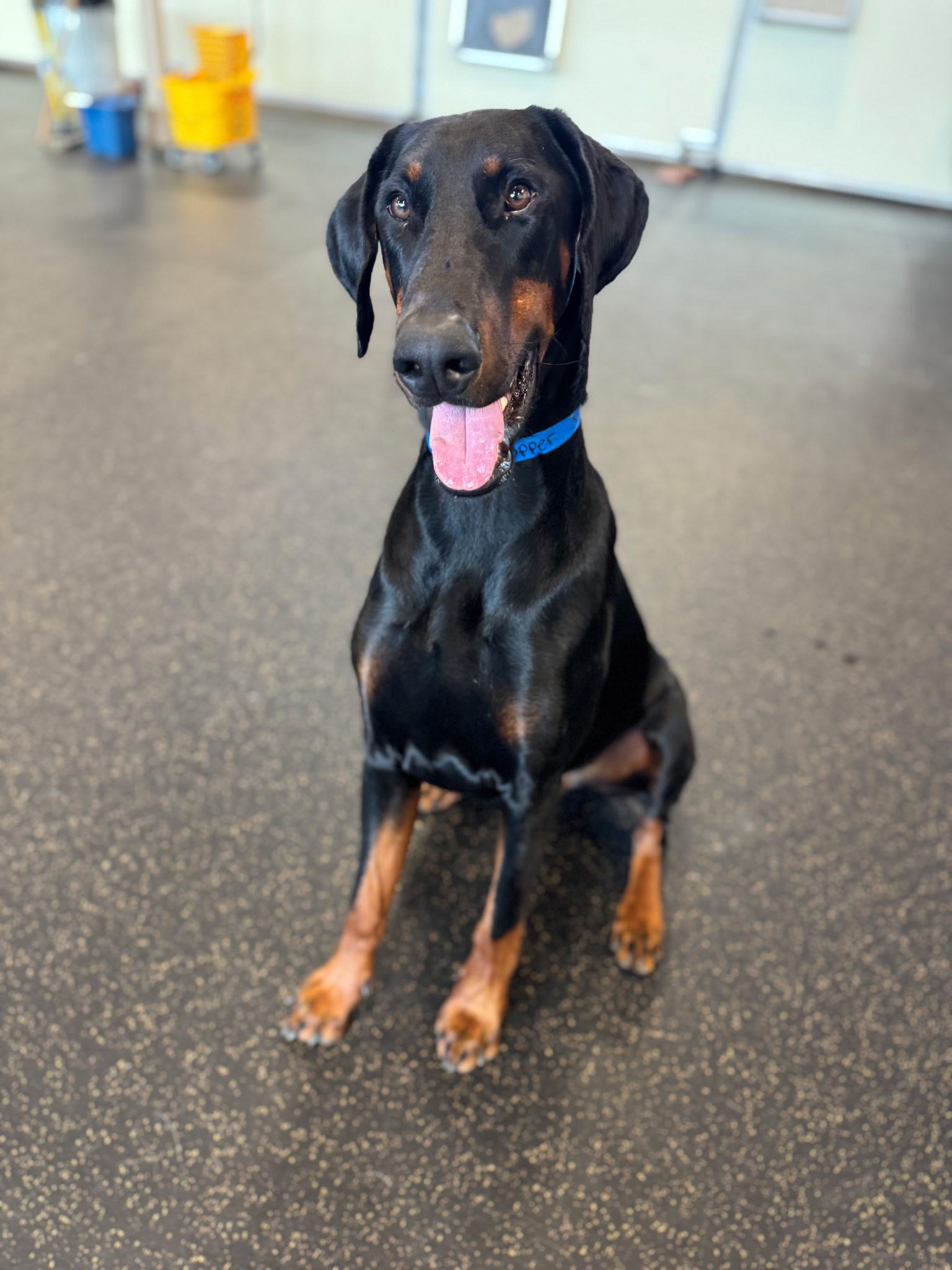 Enlarge Copper , a ADOPTABLE Doberman Pinscher in Louisville, KY image 4/6