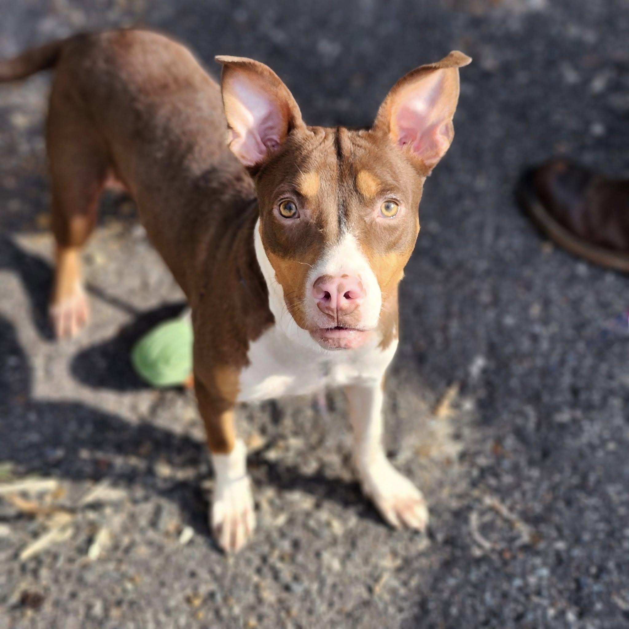 Enlarge LAILA, a Adopted mixed breed in minden, LA image 5/5