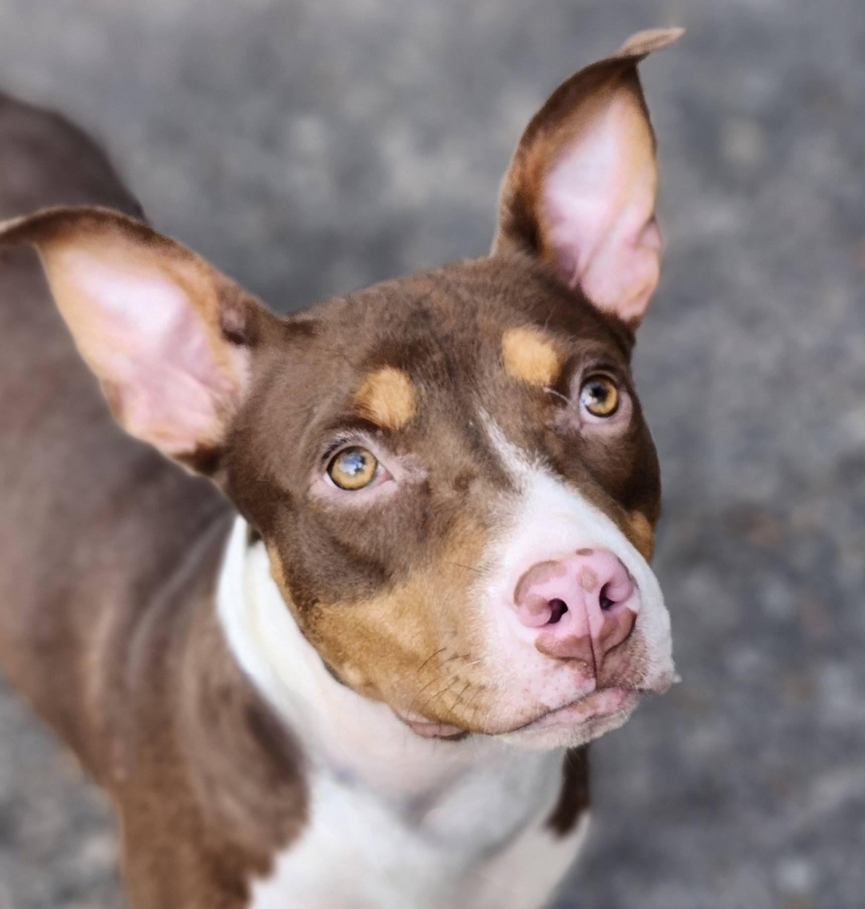 Enlarge LAILA, a Adopted mixed breed in minden, LA image 1/5