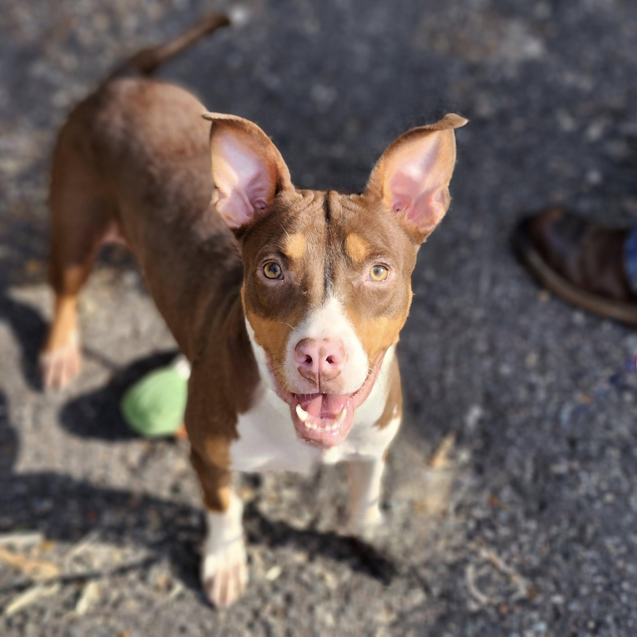 Enlarge LAILA, a Adopted mixed breed in minden, LA image 3/5