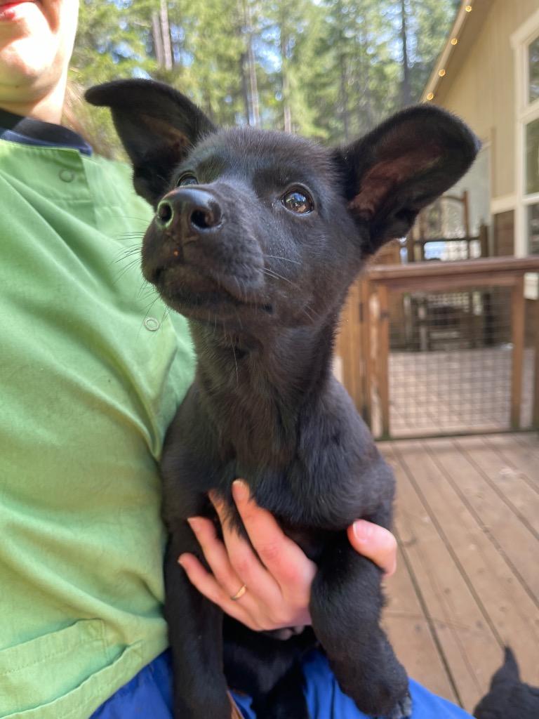Puma, Adoptable, Puppy Female German Shepherd Dog & Rat Terrier.