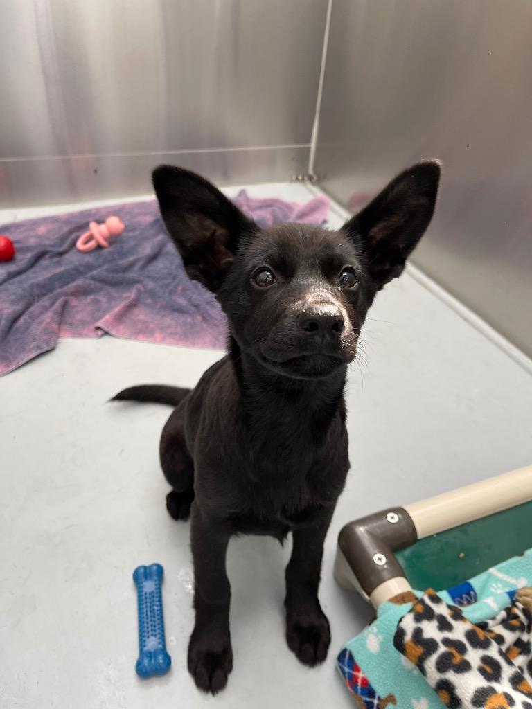Enlarge Puma, a Adoptable mixed breed in Grants Pass, OR image 2/2