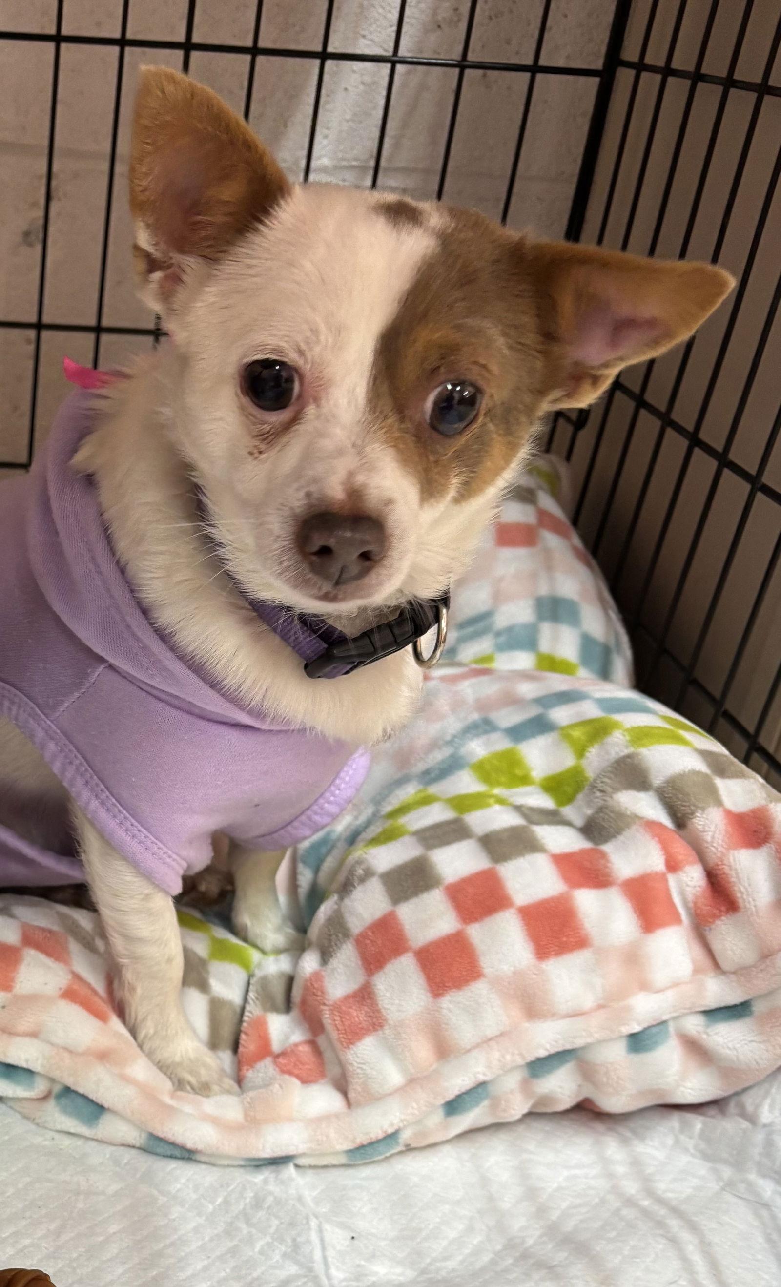 Bella, Adoptable, Adult Female Chihuahua.