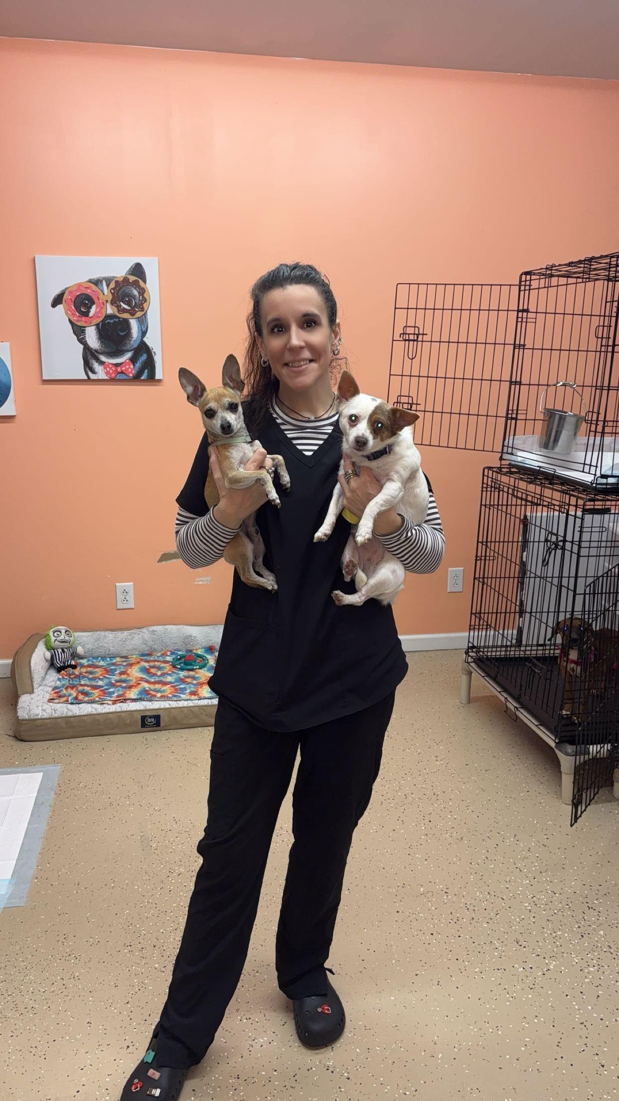 Enlarge Bella, a Adoptable Chihuahua in York, SC image 3/3