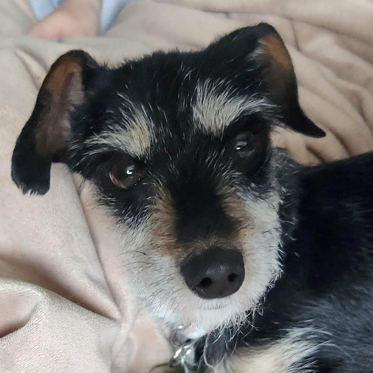 Tiara, ADOPTABLE, Adult Female Terrier.