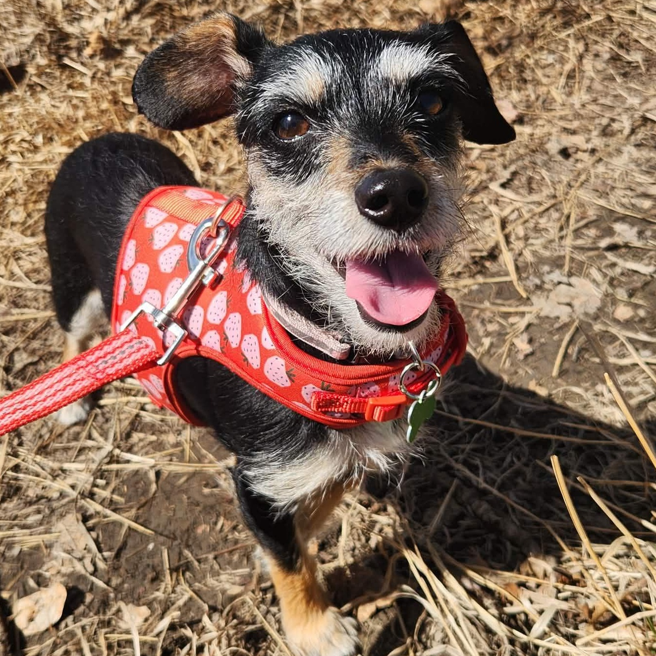 Enlarge Tiara, a ADOPTABLE mixed breed in Calgary, AB image 4/6