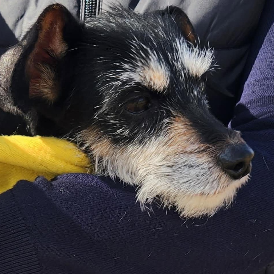 Enlarge Tiara, a ADOPTABLE mixed breed in Calgary, AB image 5/6