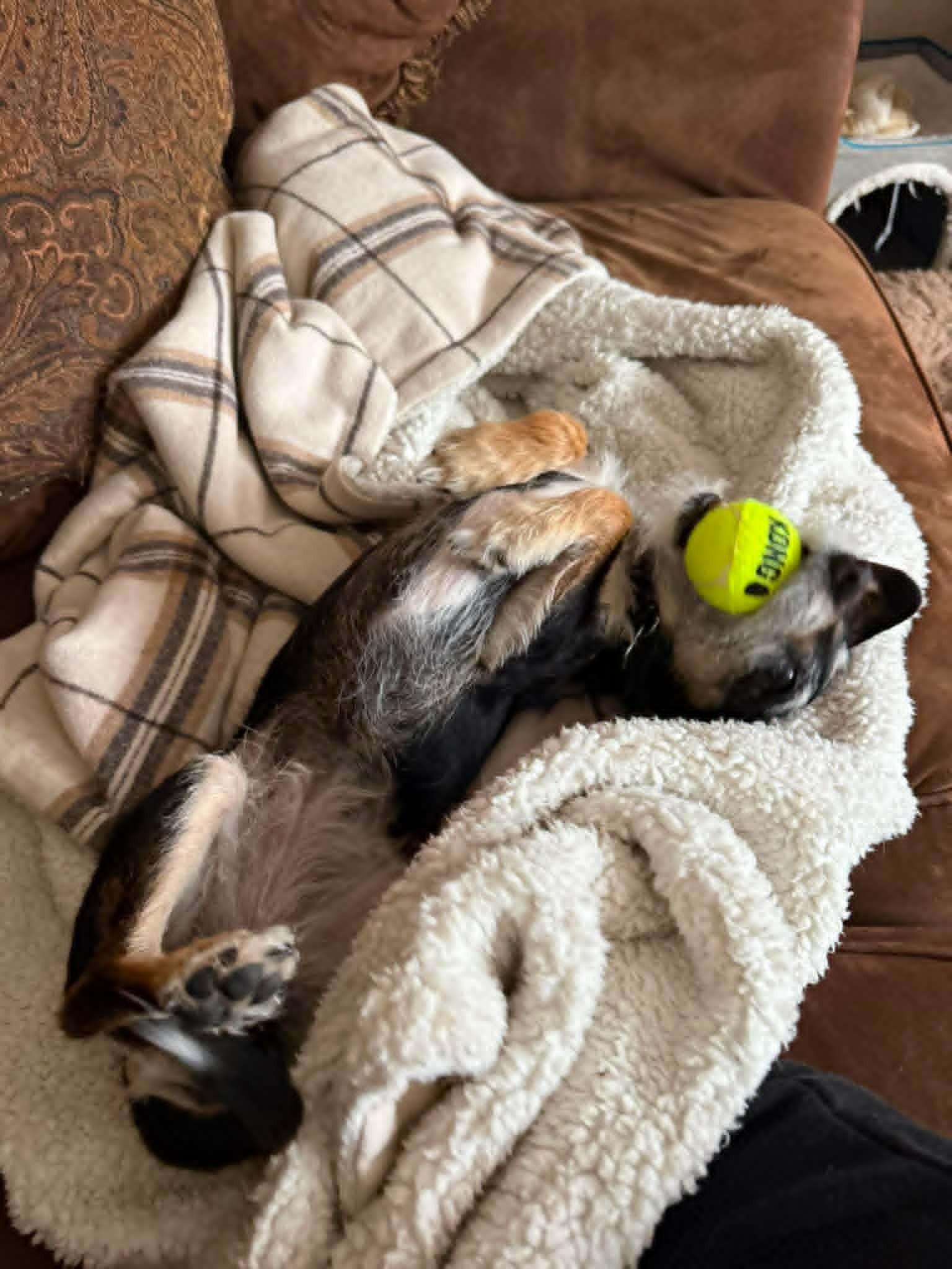 Tiara, a ADOPTABLE mixed breed in Calgary, AB image 5/6