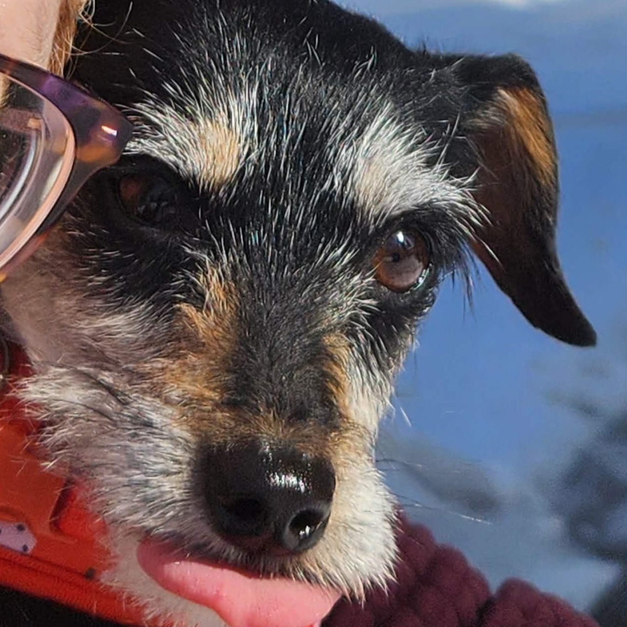 Enlarge Tiara, a ADOPTABLE mixed breed in Calgary, AB image 2/6
