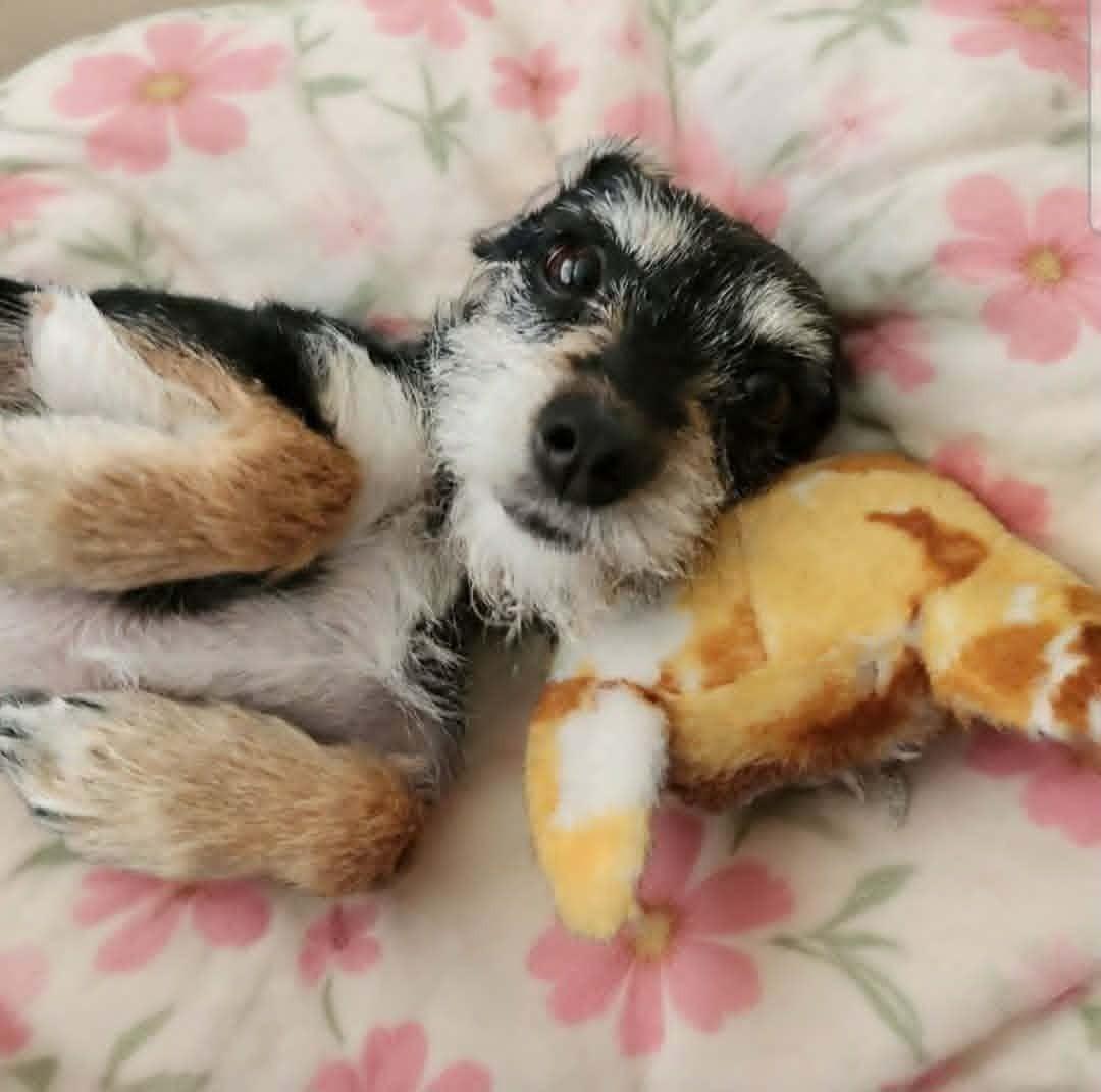 Tiara, a ADOPTABLE mixed breed in Calgary, AB image 6/6