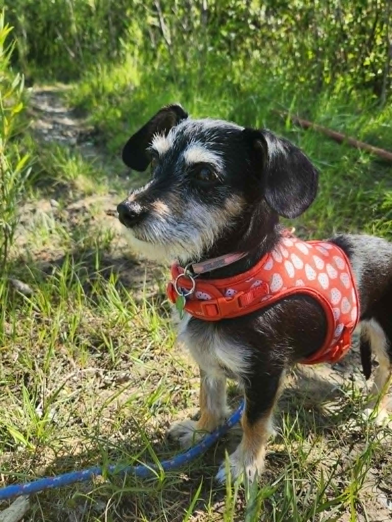 Tiara, ADOPTABLE, Adult Female Terrier.