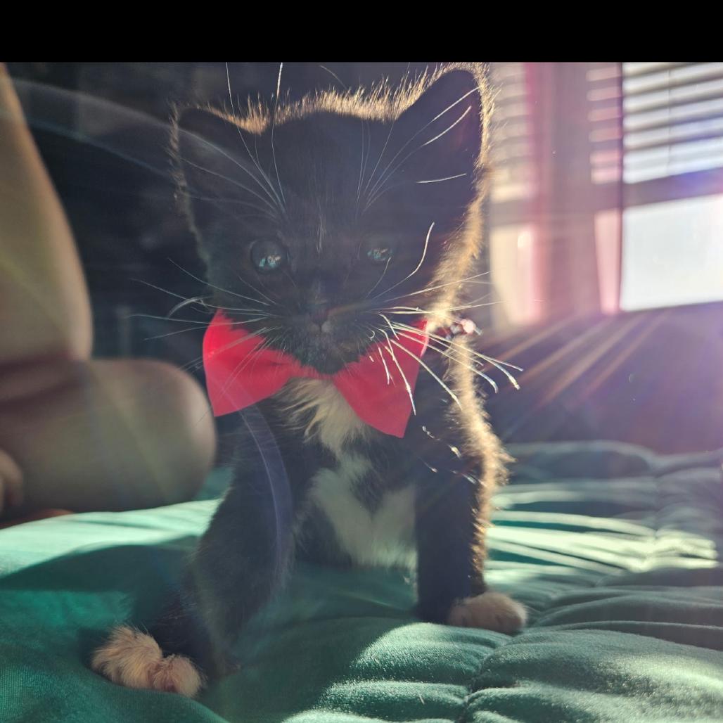Sully, Adoptable, Kitten Female Domestic Short Hair.