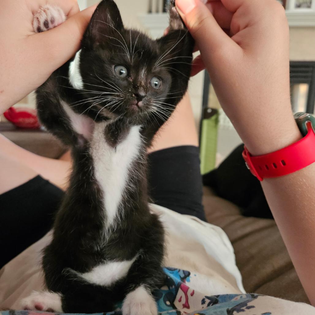 Sully, a Adoptable Domestic Short Hair in Ashland, OR image 2/3