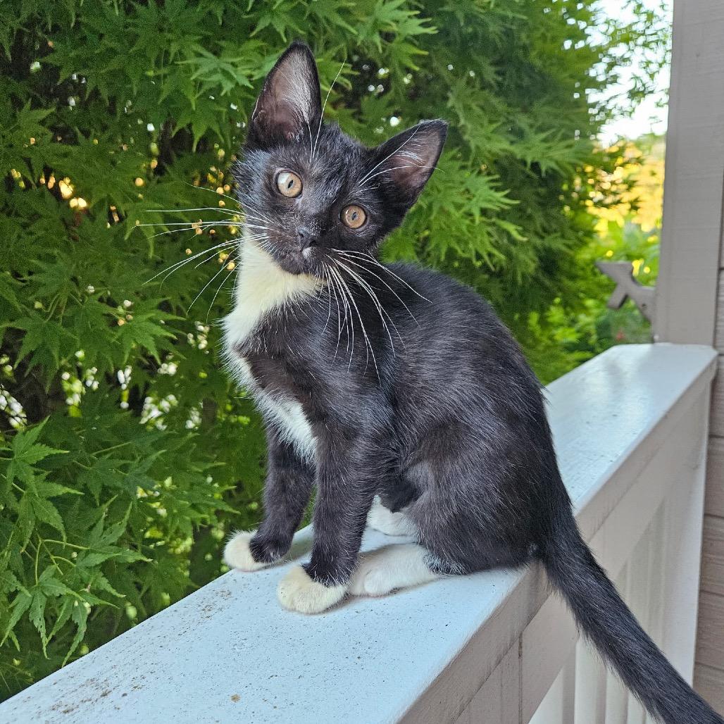 Sully, a Adoptable Domestic Short Hair in Ashland, OR image 3/3