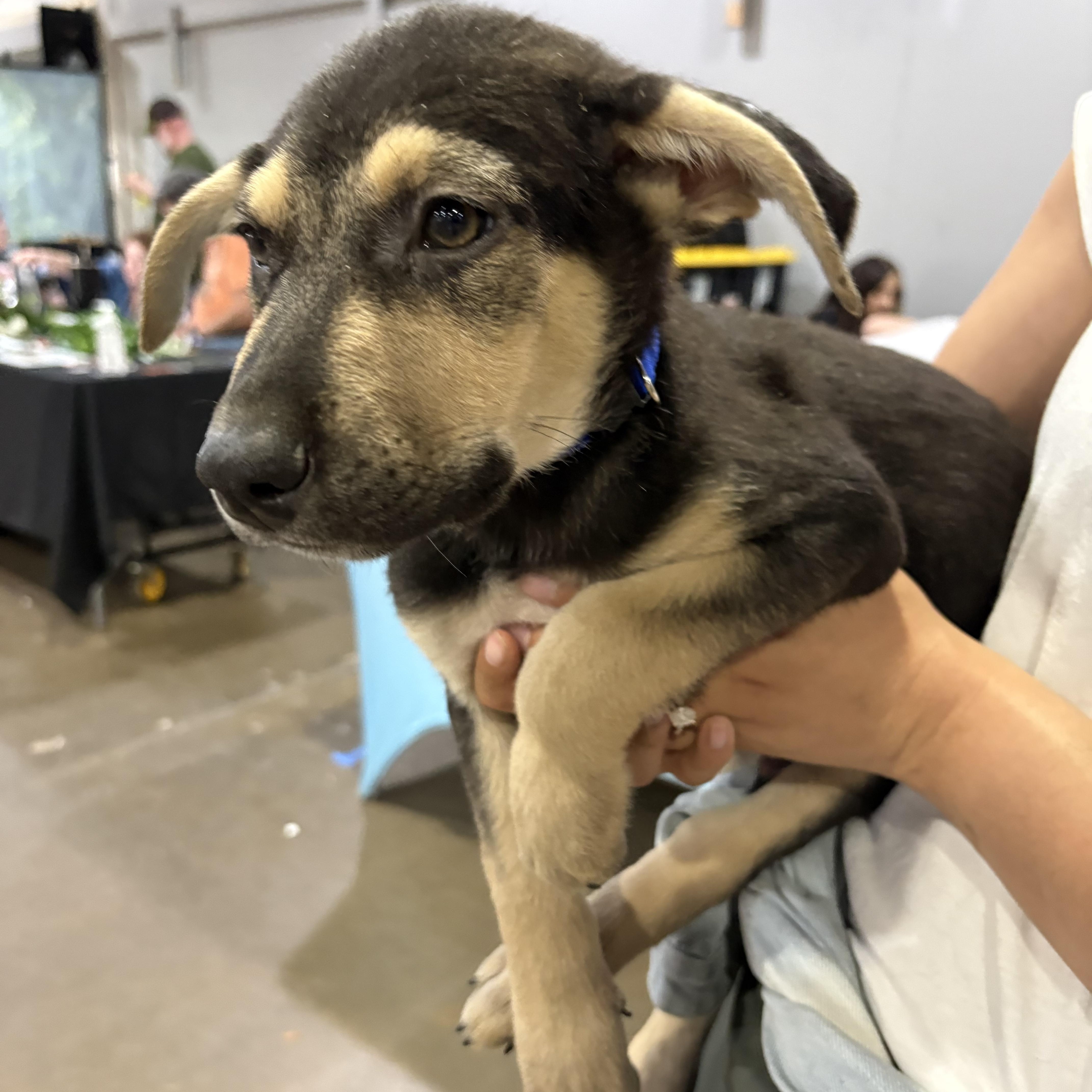 Peppers — thumbnail 4