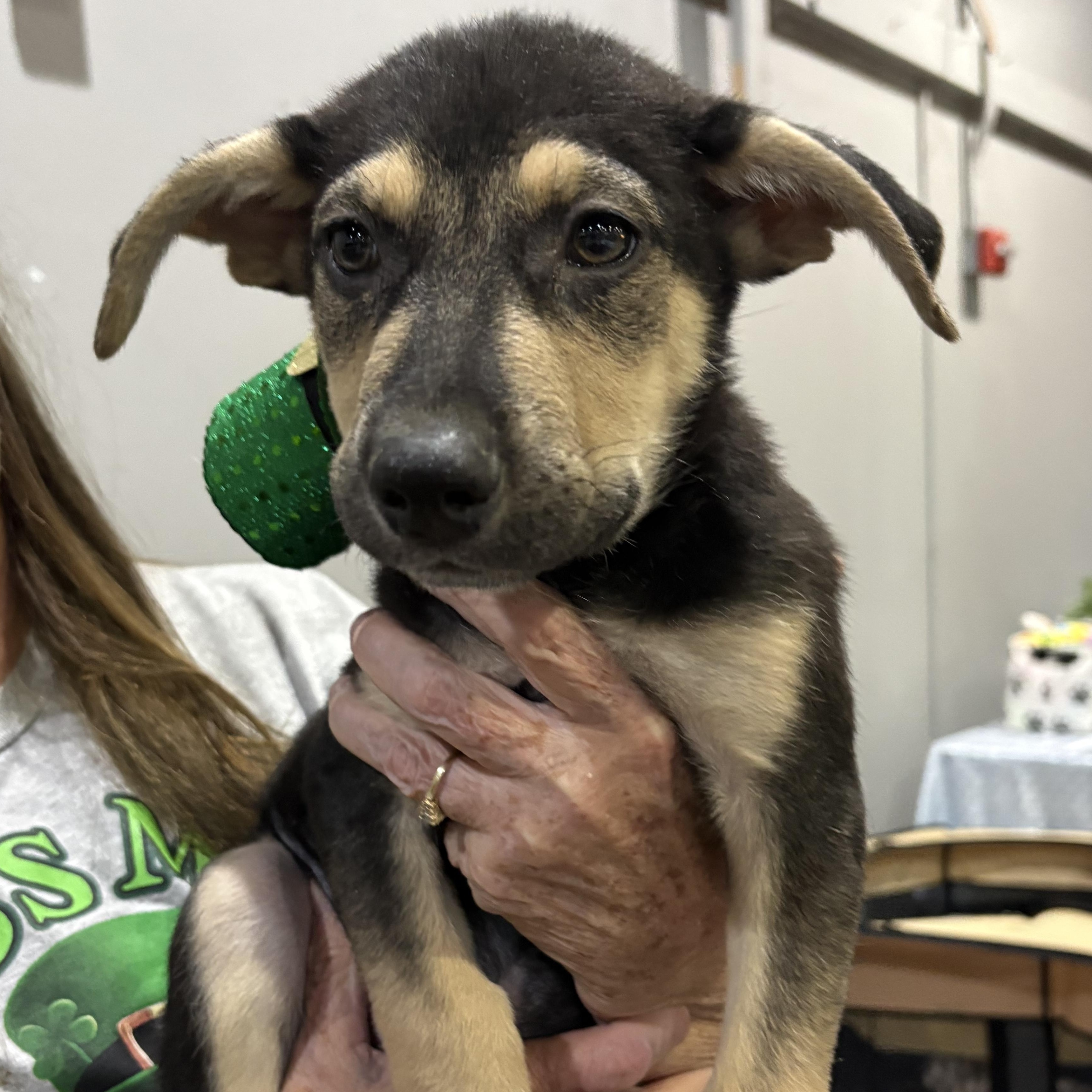 Peppers — thumbnail 5