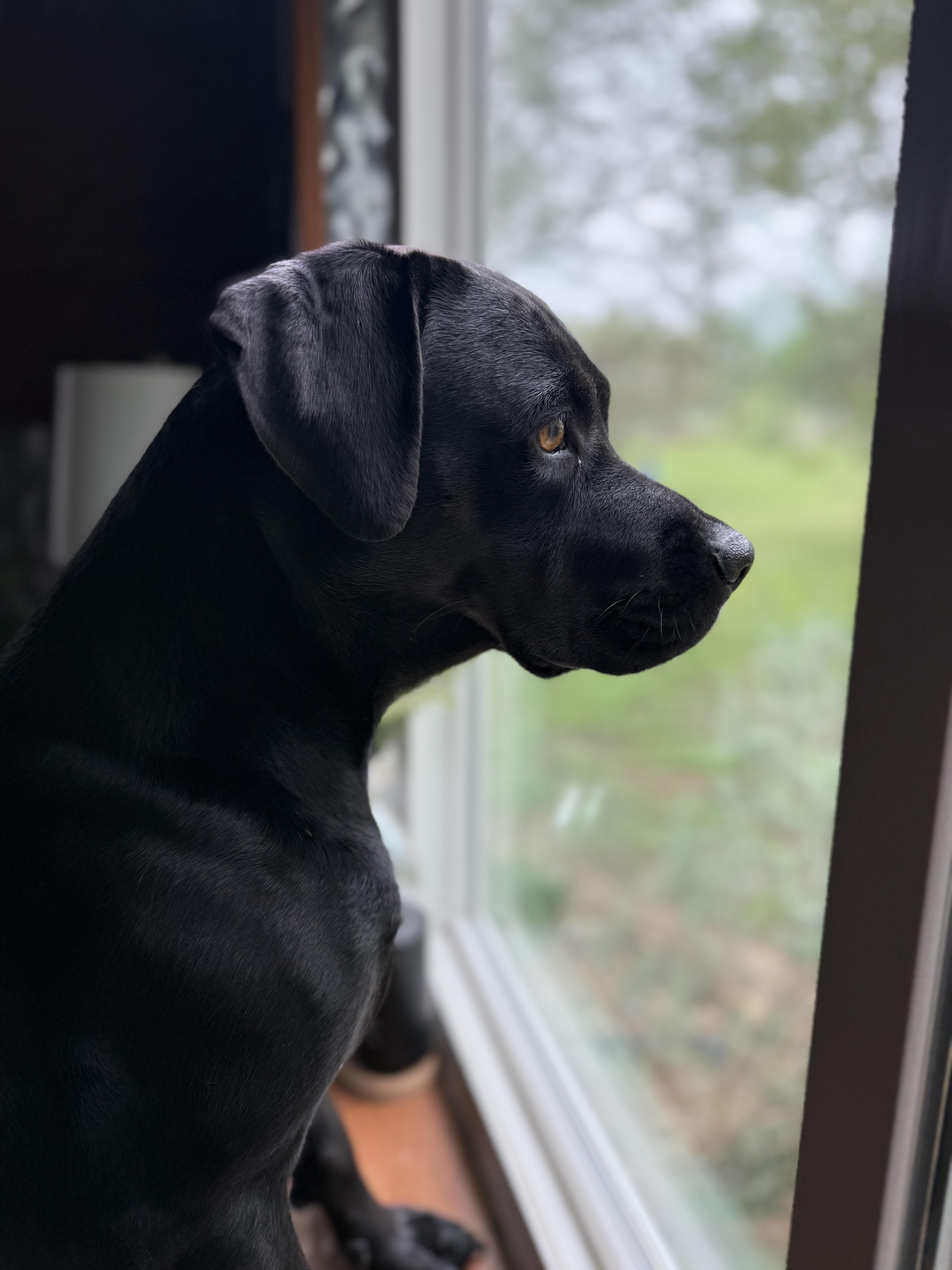 Macie , a ADOPTABLE mixed breed in Dale, TX image 1/6