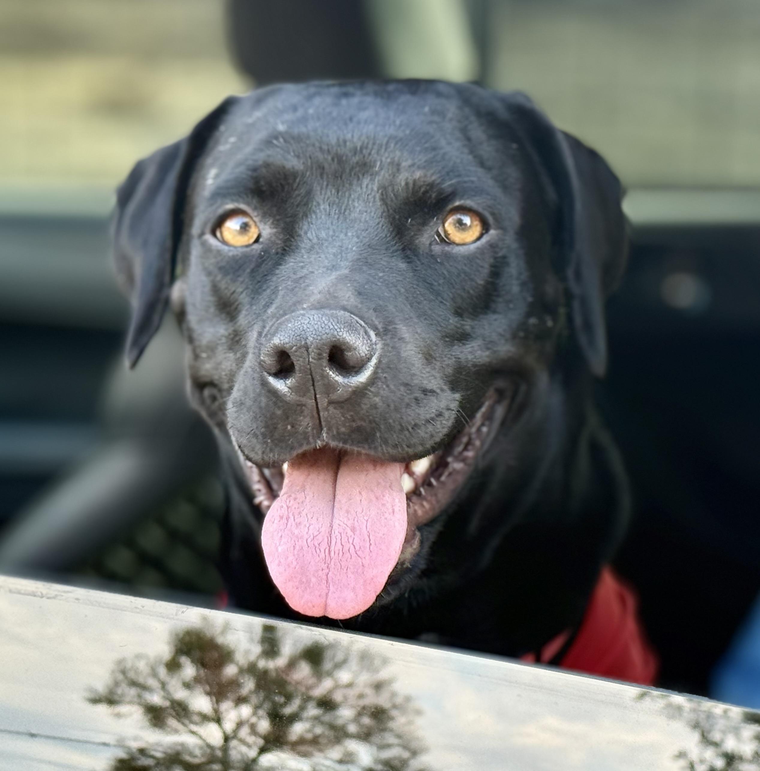 Macie , a ADOPTABLE mixed breed in Dale, TX image 1/4