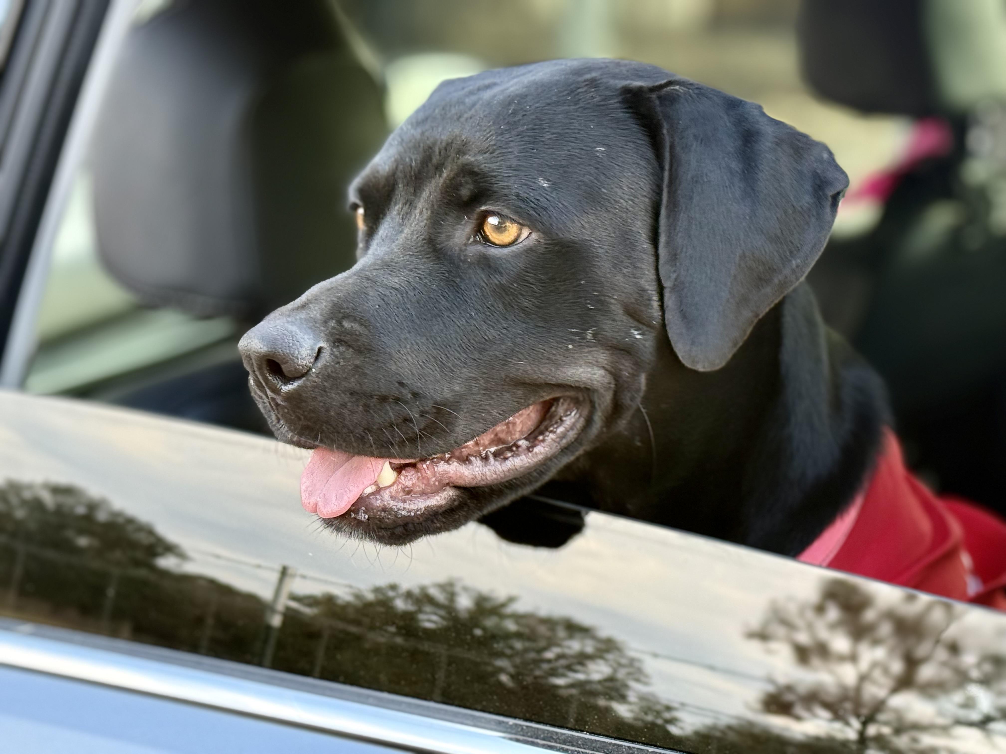 Macie , a ADOPTABLE mixed breed in Dale, TX image 3/4