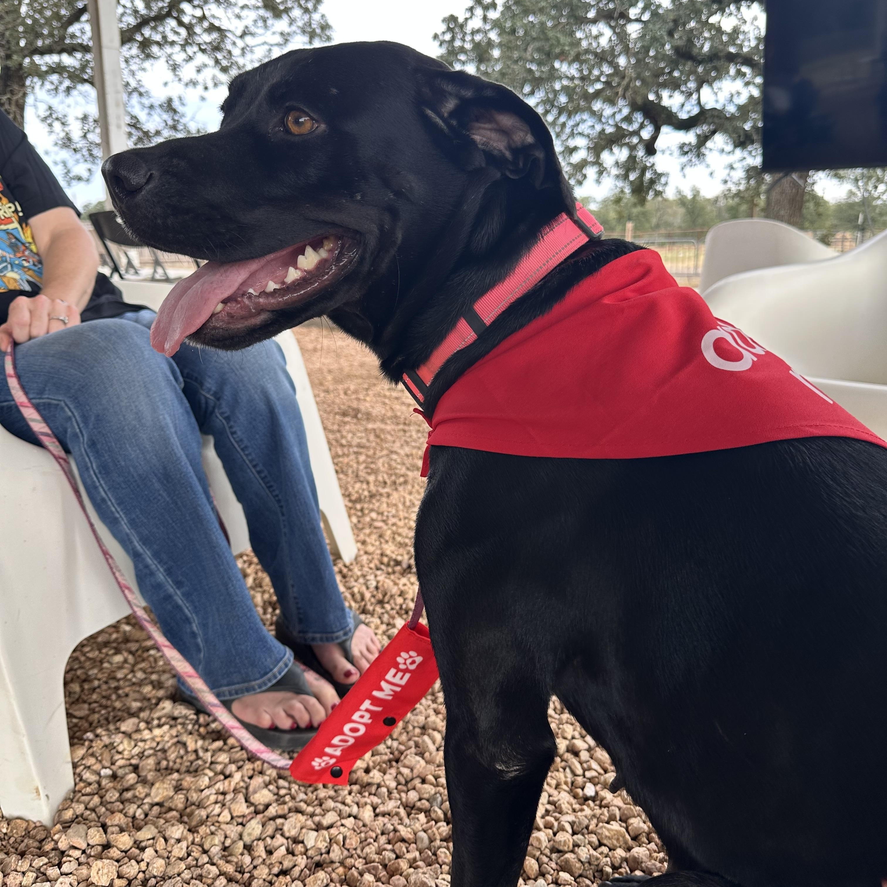 Macie , a ADOPTABLE mixed breed in Dale, TX image 4/4