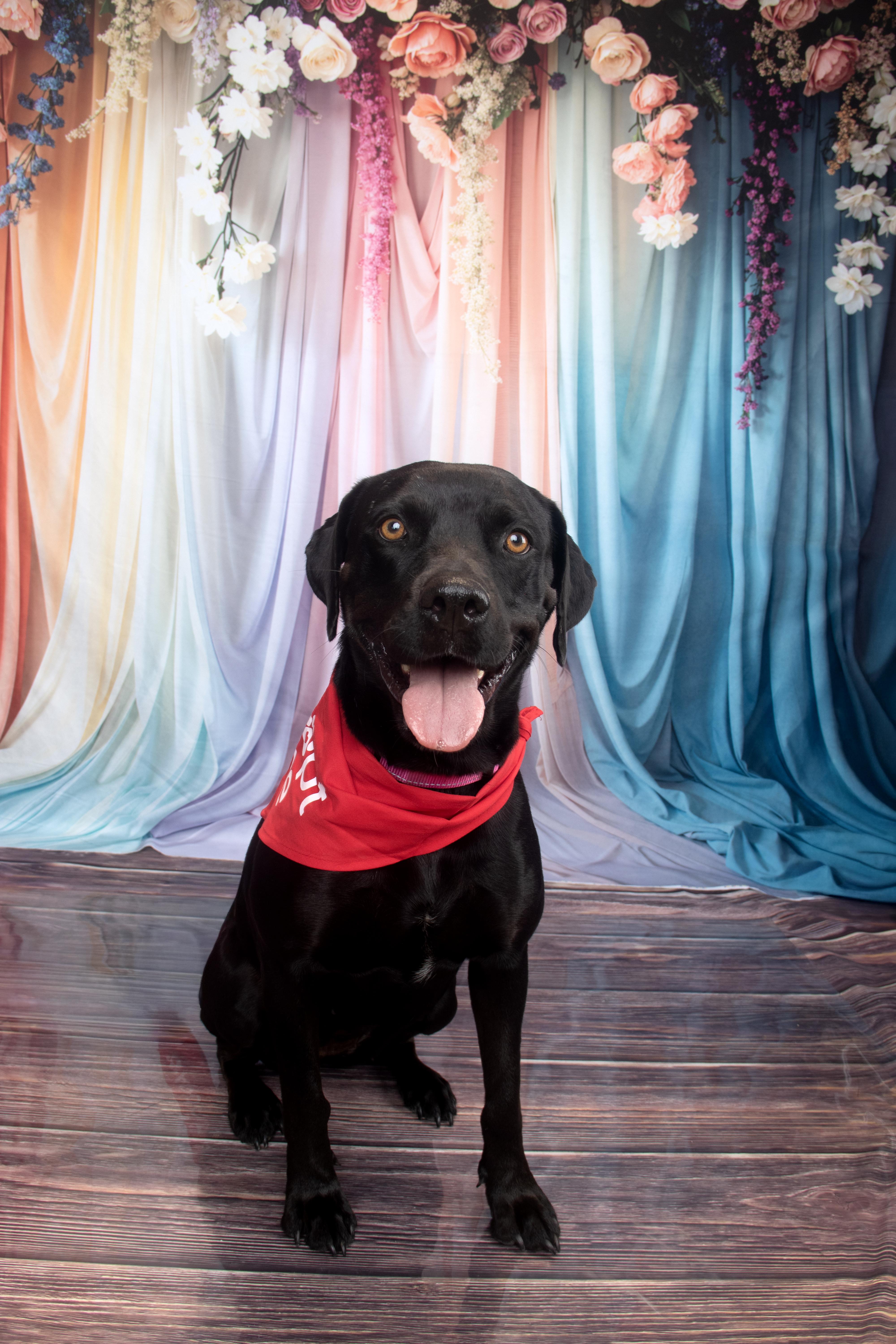 Macie , a ADOPTABLE mixed breed in Dale, TX image 3/6