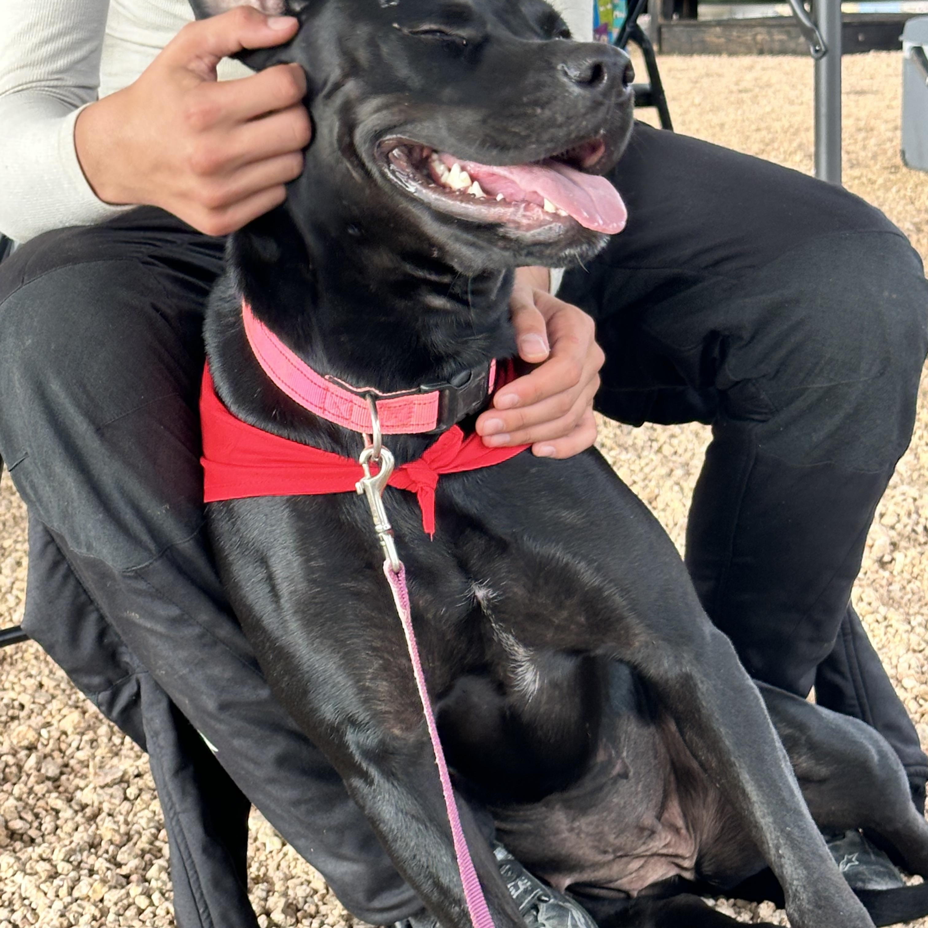 Macie , a ADOPTABLE mixed breed in Dale, TX image 2/4