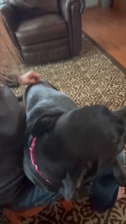 Enlarge Macie , a ADOPTABLE mixed breed in Dale, TX video 5/6