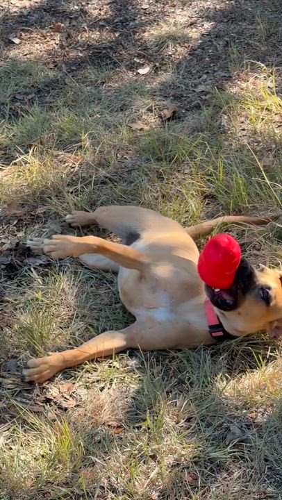 Enlarge Macie , a ADOPTABLE mixed breed in Dale, TX video 6/6