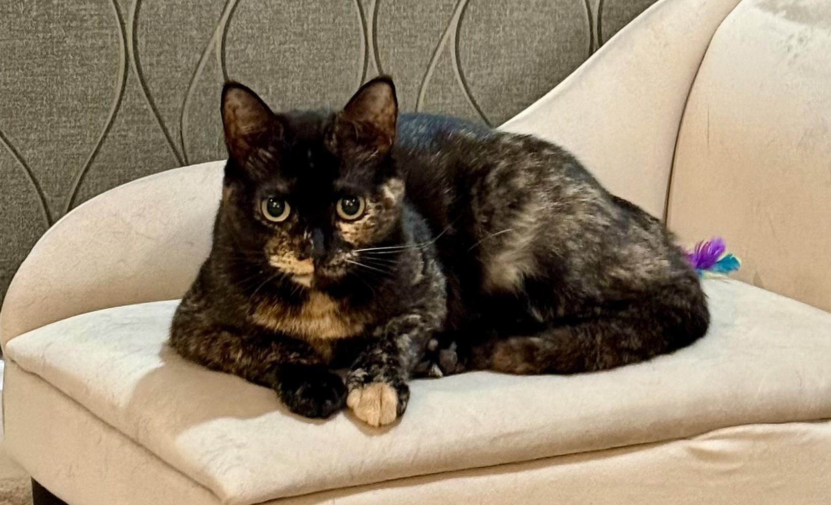 Roxana, adoptable, Young Female Domestic Short Hair.