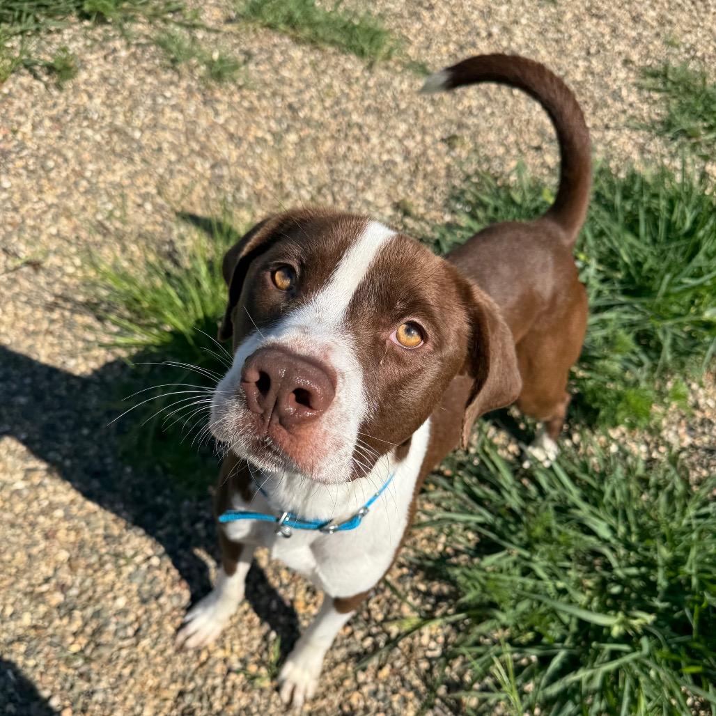 Enlarge Marco, a ADOPTABLE Mixed Breed in Monticello, IA image 1/1