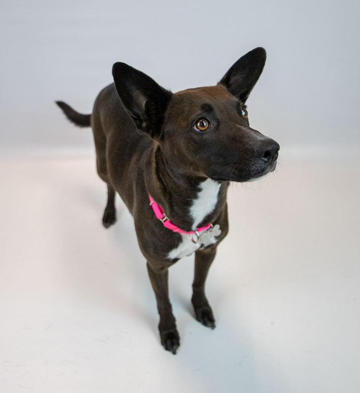 Enlarge Bianca, a ADOPTABLE mixed breed in Kennesaw, GA image 4/6