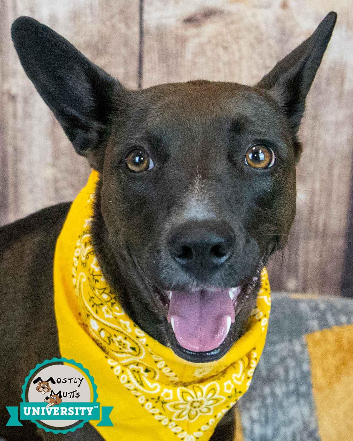 Enlarge Bianca, a ADOPTABLE mixed breed in Kennesaw, GA image 1/6