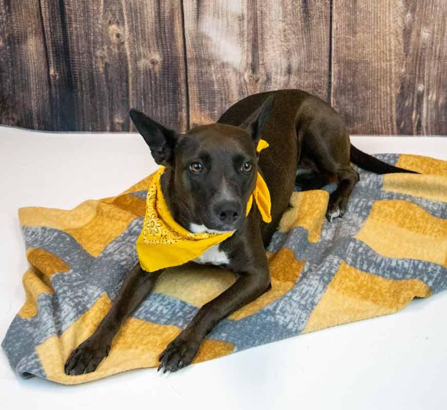 Enlarge Bianca, a ADOPTABLE mixed breed in Kennesaw, GA image 3/6